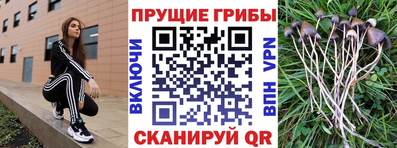 Псилоцибиновые грибы Magic Shrooms  блэк спрут   Ростов 